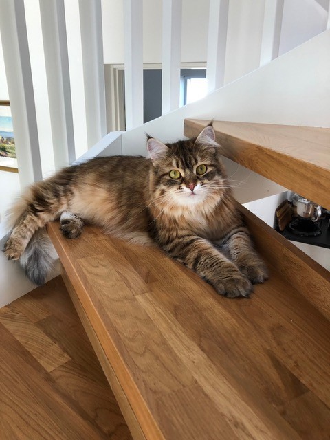 sibirisk katt Rana